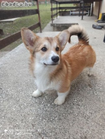 CORGI- puppies for sale.