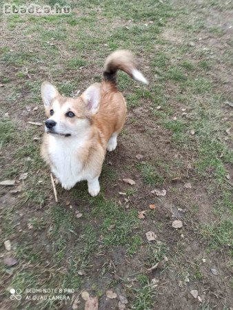 CORGI- puppies for sale.