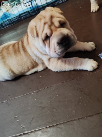 Eladó Shar-pei kölykök