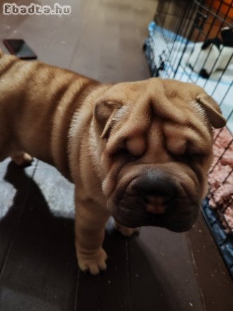 Eladó Shar-pei kölykök