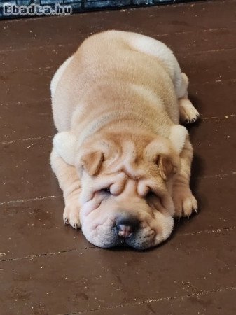 Eladó Shar-pei kölykök