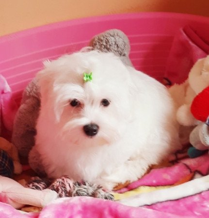 Bichon Havanese