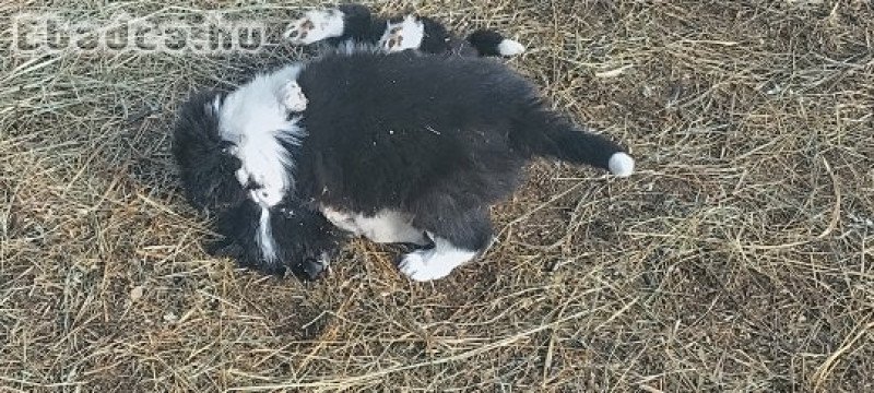 Border collie kiskutyák