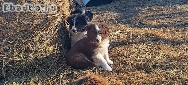 Border collie kiskutyák