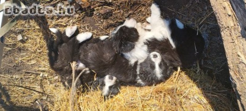 Border collie kiskutyák