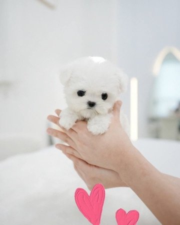 Maltipoo