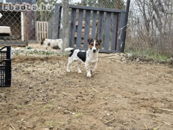 Jack russel terrier