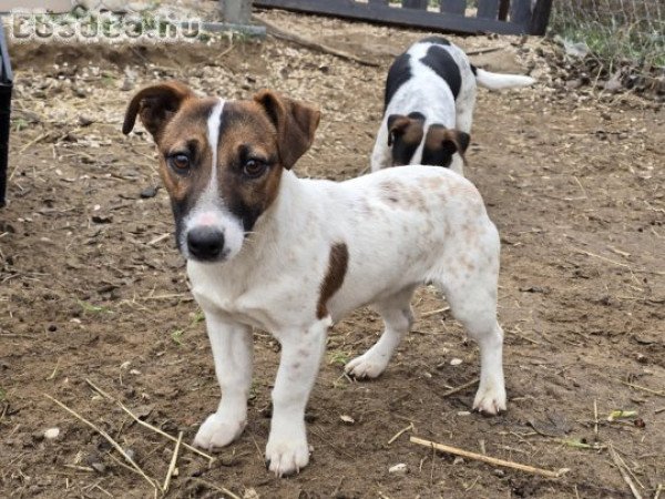 Jack russel terrier