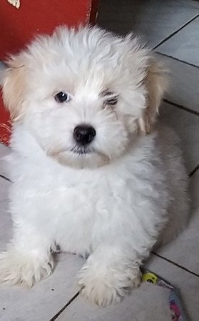 Bichon havanese