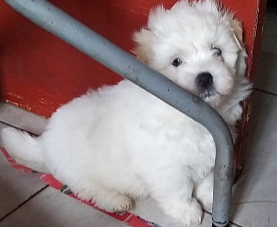 Bichon havanese