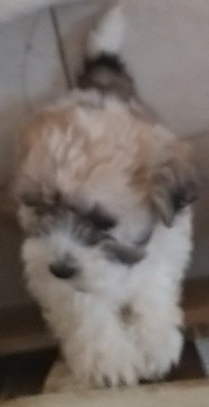 Bichon havanese