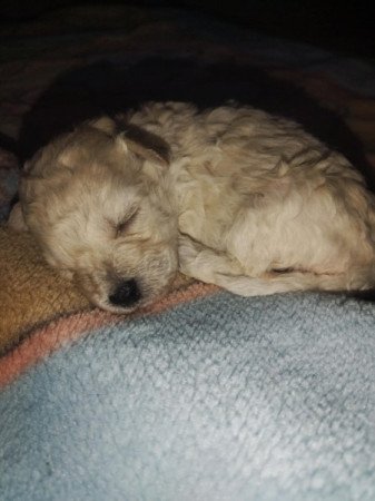 Bichon havanese