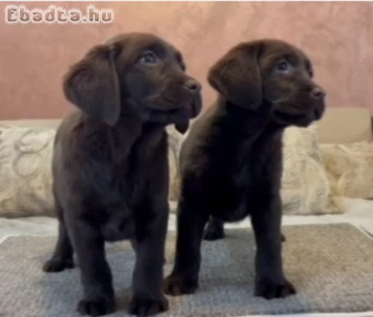 Chocolate and black Labrador Retriever puppies