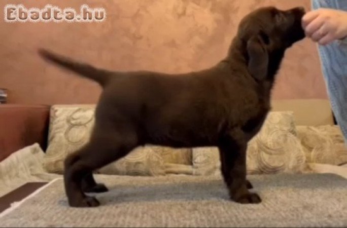 Chocolate and black Labrador Retriever puppies