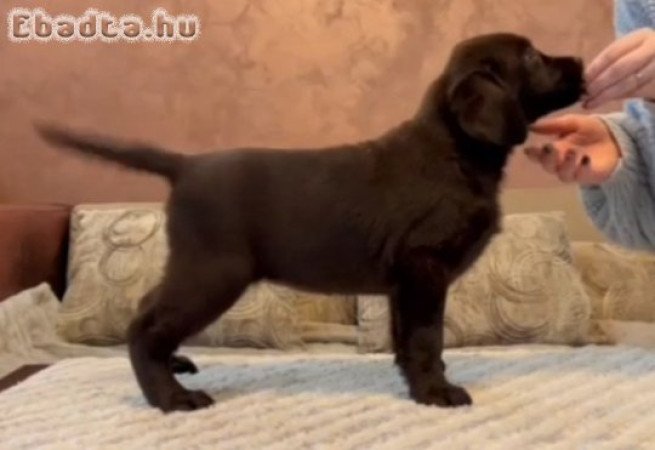 Chocolate and black Labrador Retriever puppies