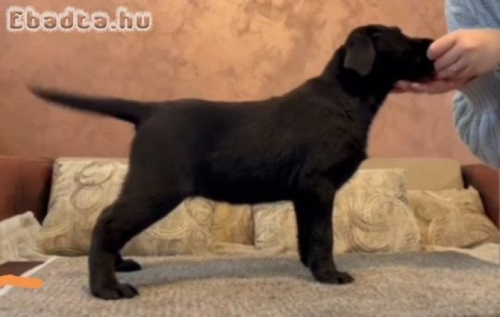 Chocolate and black Labrador Retriever puppies