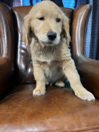 Golden retriever