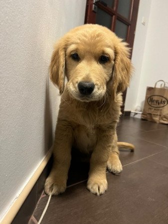 Golden retriever