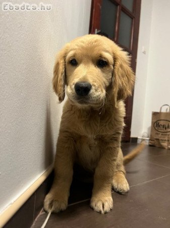 Golden retriever