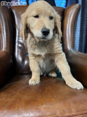 Golden retriever