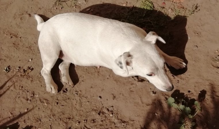 Jack Russel terrier