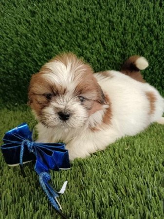 Shih tzu