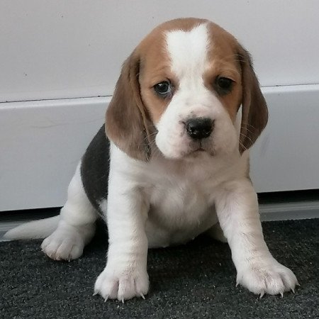 Beagle