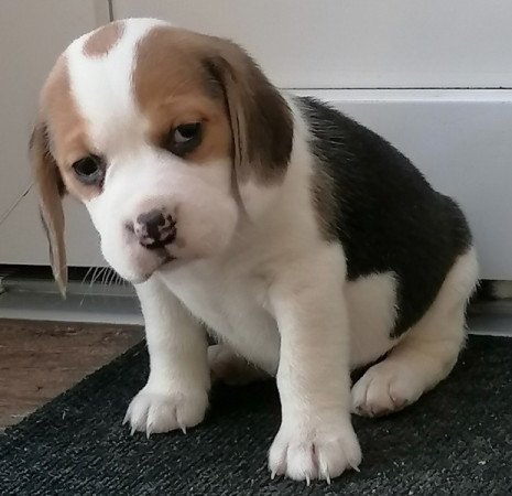 Beagle