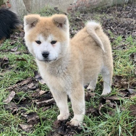 Akita inu