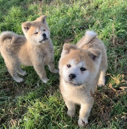 Akita inu