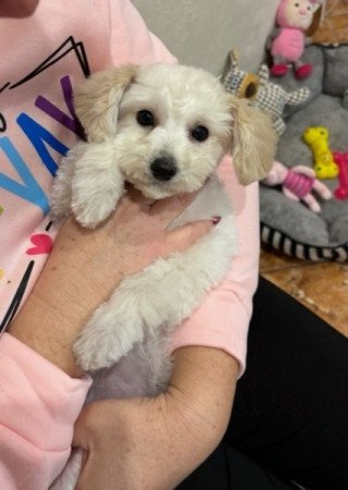 Maltipoo