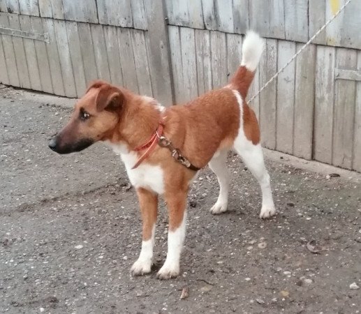 Foxterrier