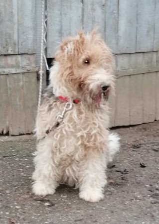 Foxterrier