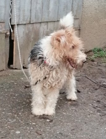 Foxterrier