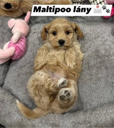 Maltipoo