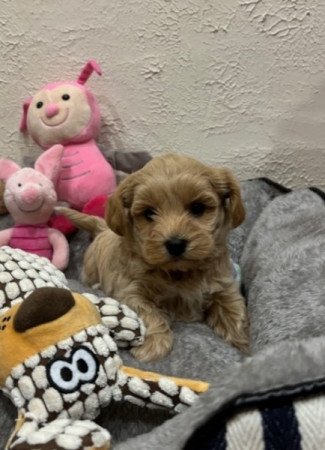 Maltipoo