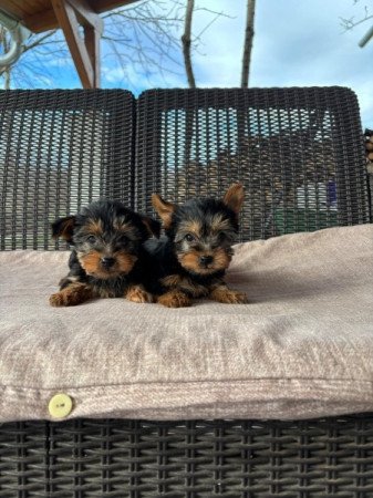 Yorkshire terrier