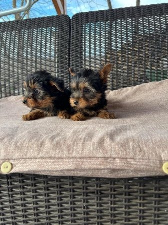 Yorkshire terrier