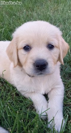 Golden Retriever kiskutyák