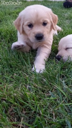 Golden Retriever kiskutyák