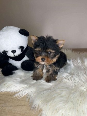 Extra mini Yorkshire terrier