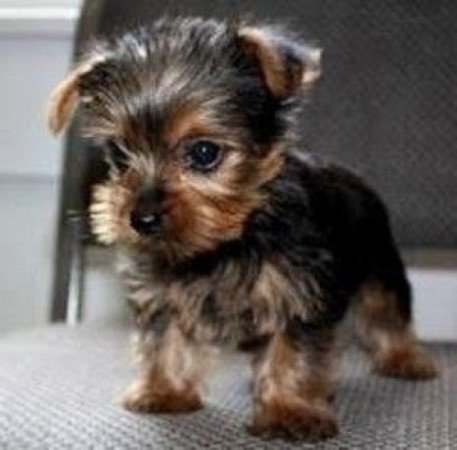 Yorki Havanese