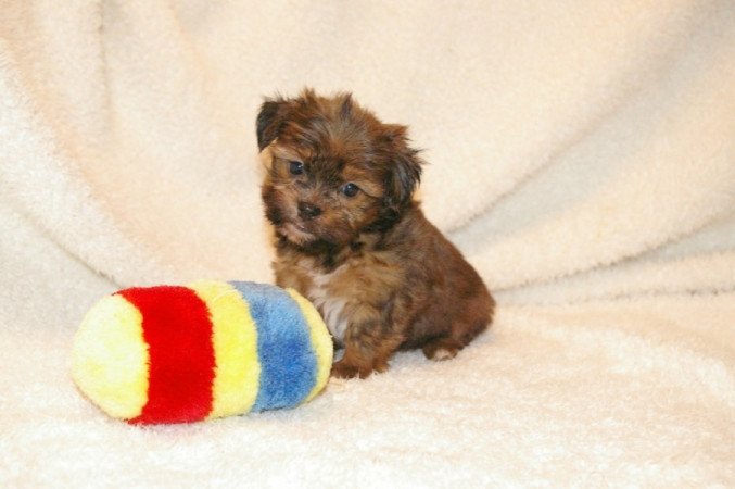 Yorki Havanese