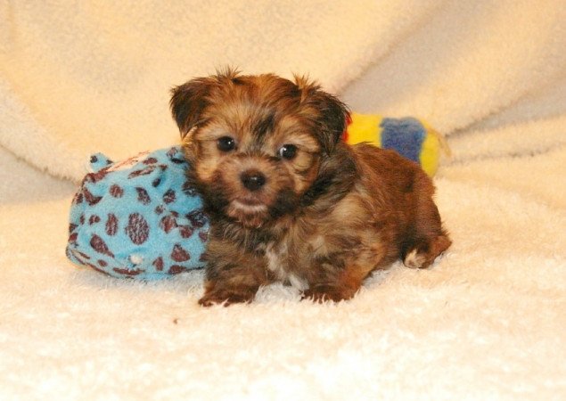 Yorki Havanese