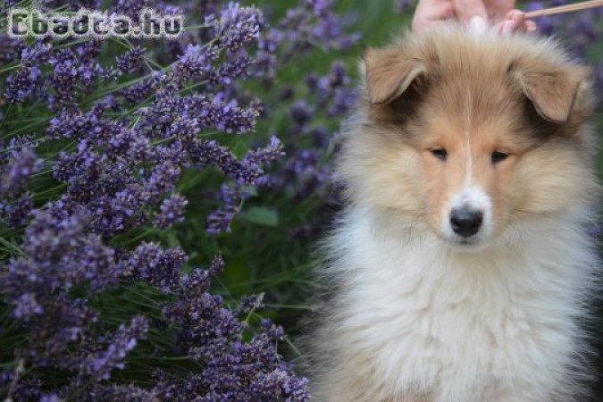 Skót juhász (hosszúszőrű collie) kiskutya