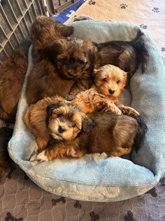 Yorki Havanese