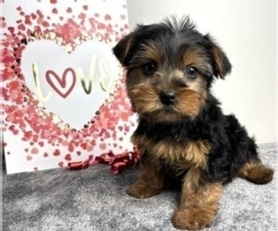 Yorki Havanese