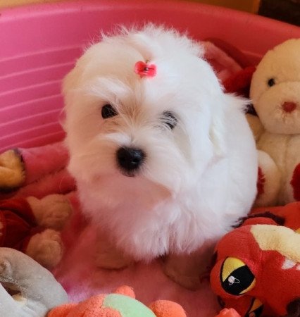 Bichon Havanese