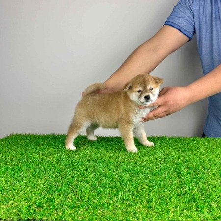 Shiba Inu