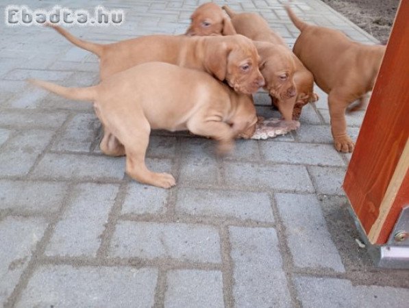 Magyar vizsla fajta jellegű kölykök